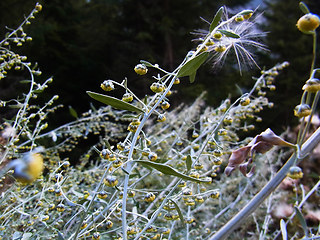 Artemisia absinthium