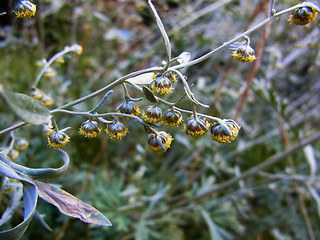 Artemisia absinthium