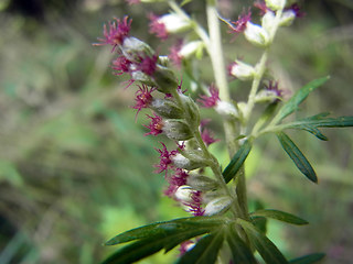 Artemisia vulgaris