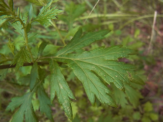 Artemisia vulgaris