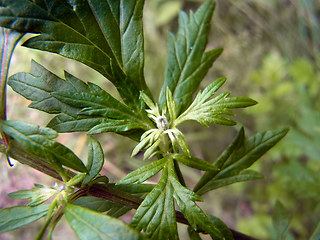 Artemisia vulgaris