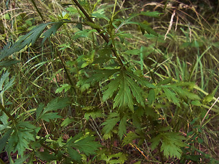 Artemisia vulgaris