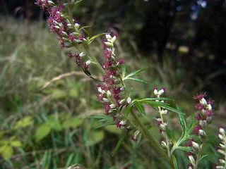 Artemisia vulgaris