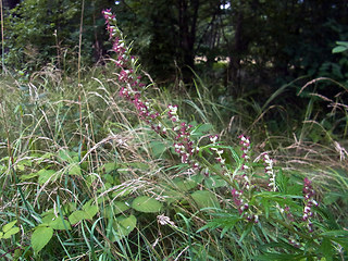 Artemisia vulgaris