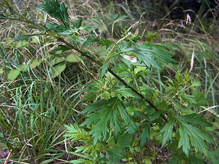 Artemisia vulgaris