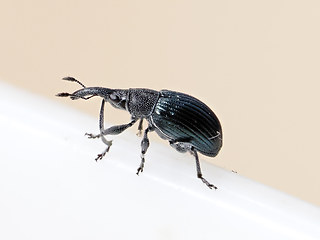 Aspidapion validum