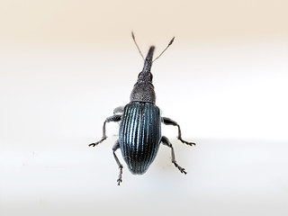 Aspidapion validum