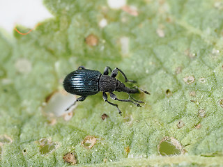 Aspidapion validum