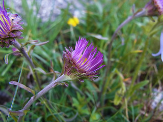 Aster alpinus