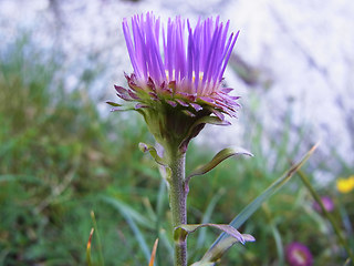 Aster alpinus