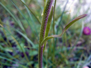 Aster alpinus