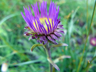 Aster alpinus