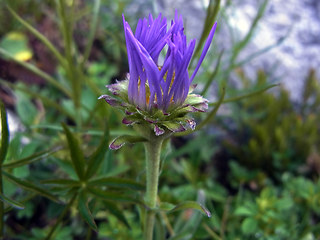 Aster alpinus