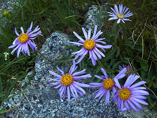 Aster alpinus