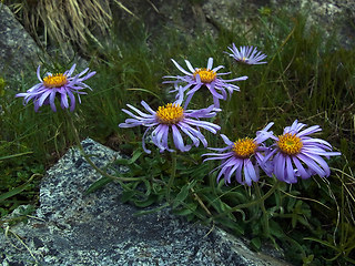 Aster alpinus