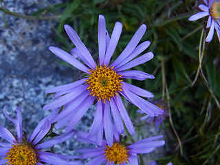 Aster alpinus