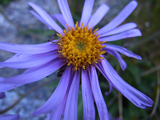 Aster alpinus