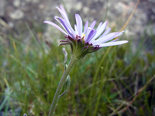 Aster alpinus