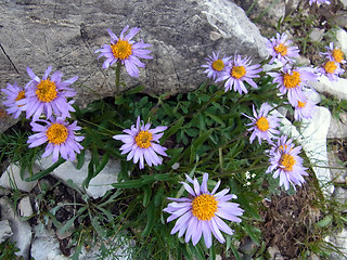 Aster alpinus