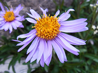 Aster alpinus