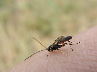 Astiphromma sp.