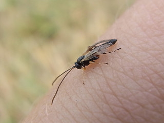 Astiphromma sp.