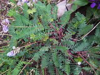 Astragalus alpinus