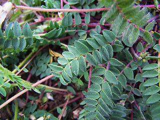 Astragalus alpinus