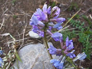 Astragalus alpinus