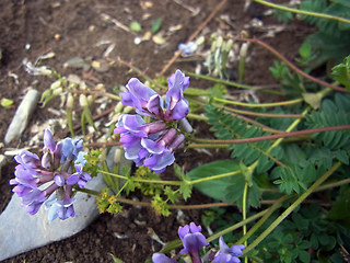 Astragalus alpinus