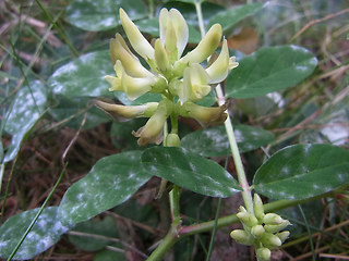 Astragalus glycyphyllos