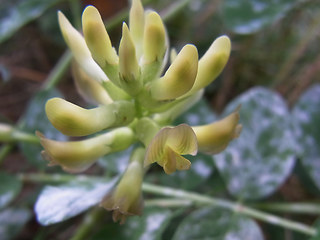 Astragalus glycyphyllos