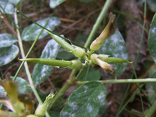 Astragalus glycyphyllos