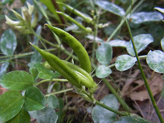 Astragalus glycyphyllos