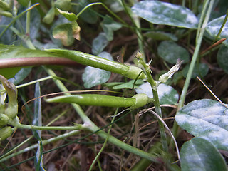 Astragalus glycyphyllos