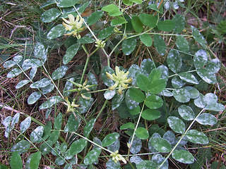 Astragalus glycyphyllos