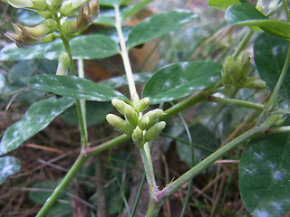 Astragalus glycyphyllos