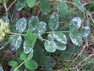 Astragalus glycyphyllos