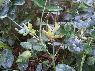 Astragalus glycyphyllos