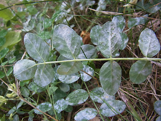 Astragalus glycyphyllos