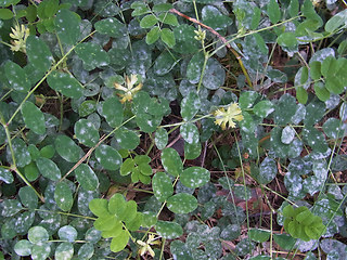 Astragalus glycyphyllos