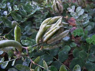 Astragalus glycyphyllos