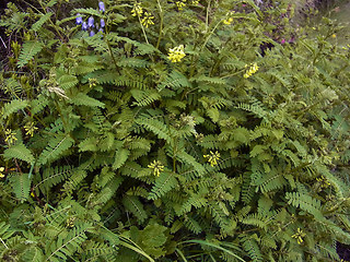 Astragalus penduliflorus