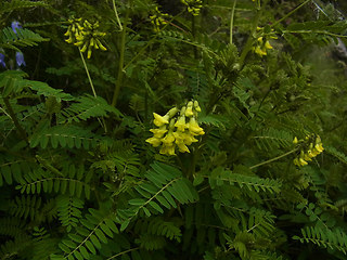 Astragalus penduliflorus