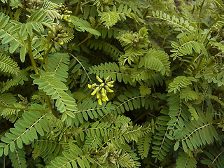 Astragalus penduliflorus