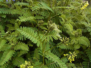 Astragalus penduliflorus