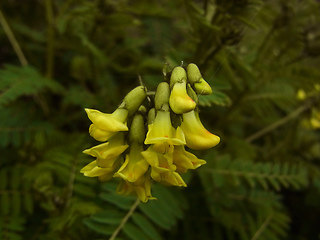 Astragalus penduliflorus