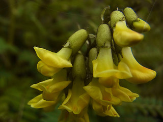 Astragalus penduliflorus