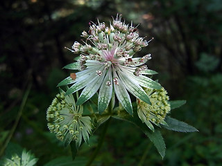 Astrantia major