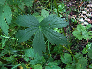 Astrantia major